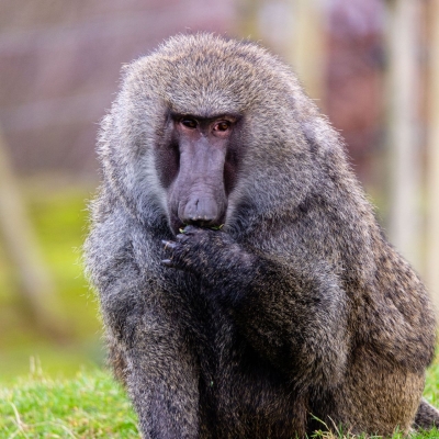 Olive baboon - De Zonnegloed - Animal park - Animal refuge centre 